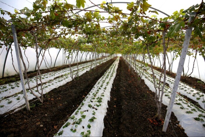 Власти Кубани считают необходимым ввести квоты на ввоз импортных саженцев винограда