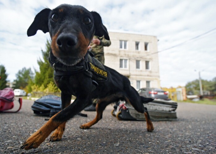 Более 500 тыс. объектов "обнюхали" собаки калининградской таможни за первое полугодие