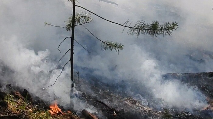 Площадь лесных пожаров в Хабаровском крае сократилась более чем в 60 раз
