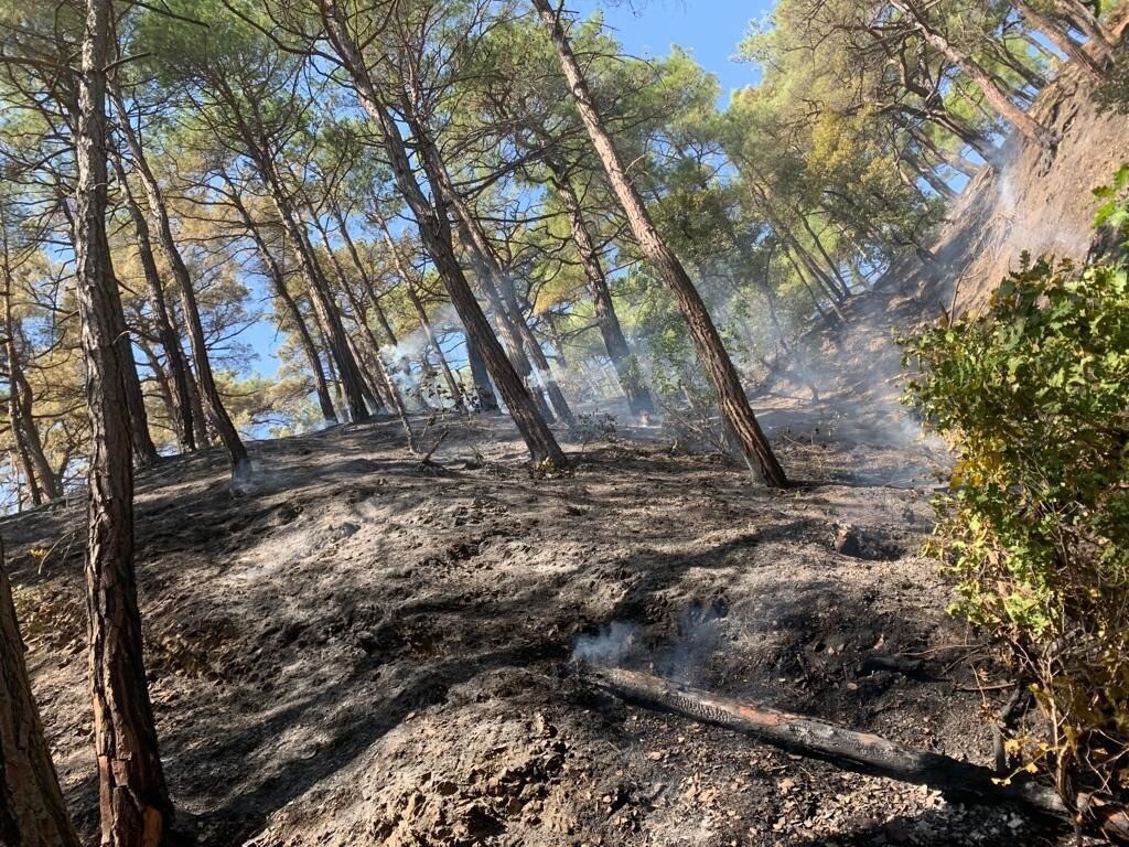 Пожар в лесу близ населенного пункта локализовали на Кубани
