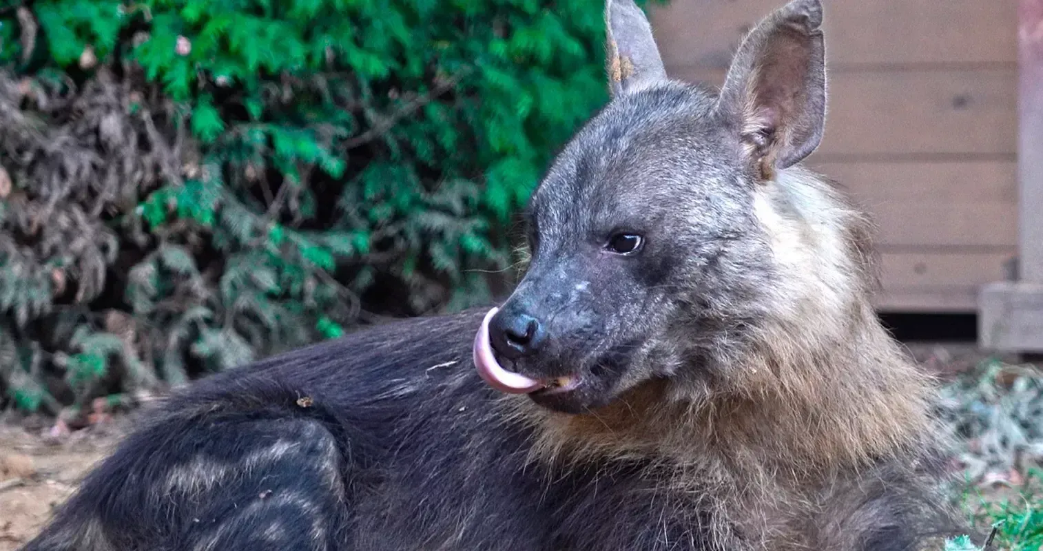 Редкий вид гиен поселился в Московском зоопарке