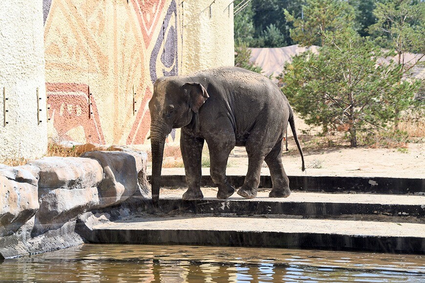 Слона Филимона привезли в Казанский зоопарк