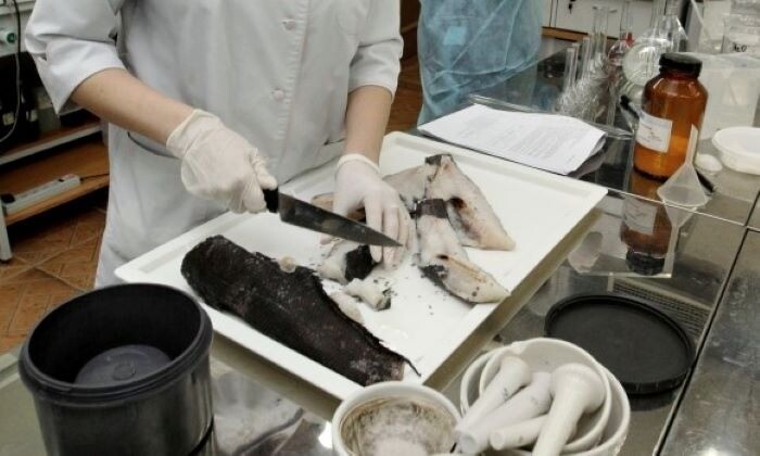 Россельхознадзор не обнаружил нарушений при мониторинге рыбы после сбросов с АЭС "Фукусима-1"