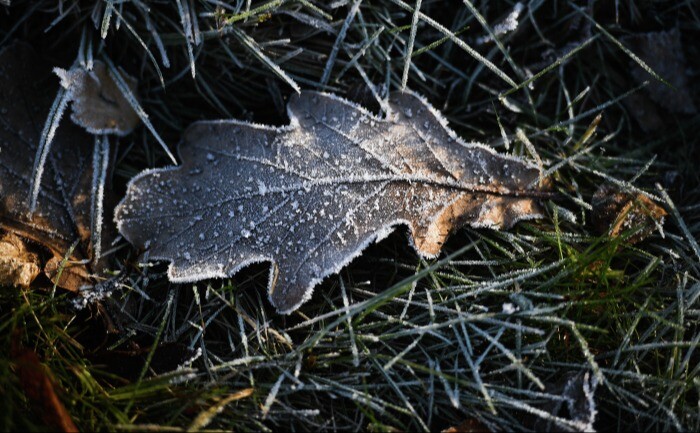 Заморозки прогнозируются в отдельных районах на западе Подмосковья в ночь на воскресенье