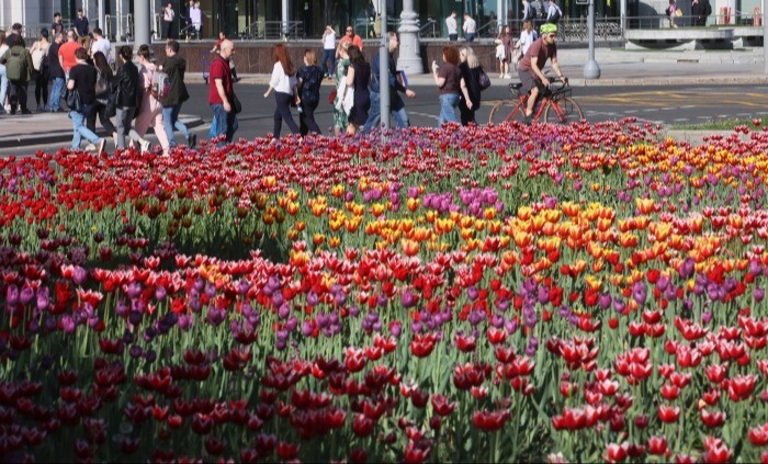 Около 15 млн тюльпанов высадят  на клумбы в Москве