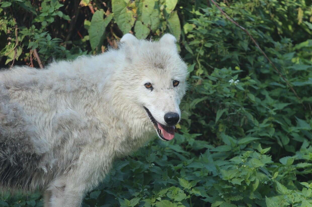 Калининградский зоопарк решился на волчью свадьбу