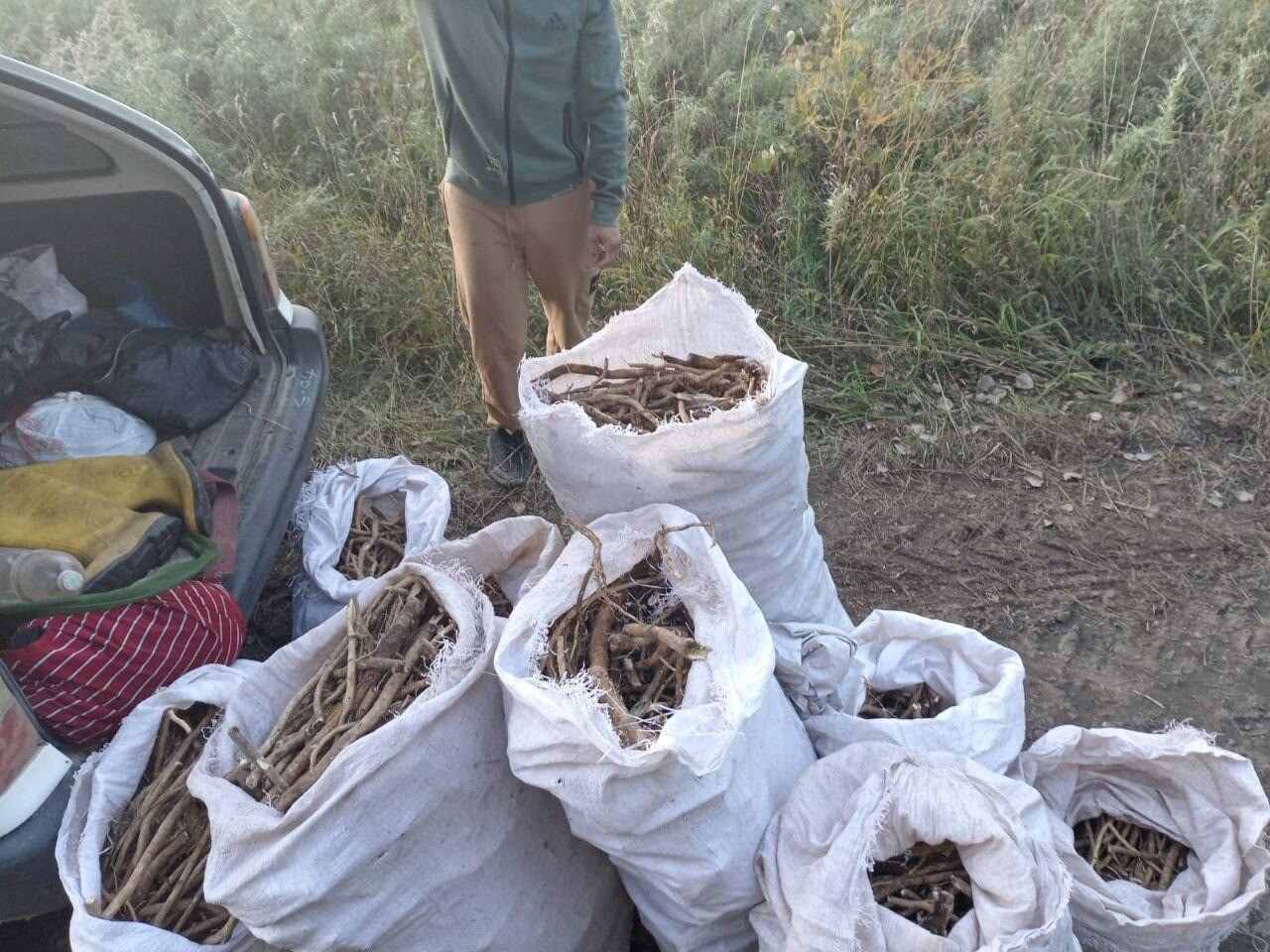 Около десятка мешков редких растений заготовила группа браконьеров в Приамурье