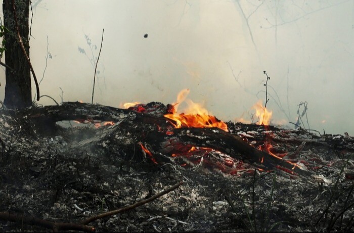Площадь лесных пожаров в Архангельской области в 2023 г. сократилась в 10 раз