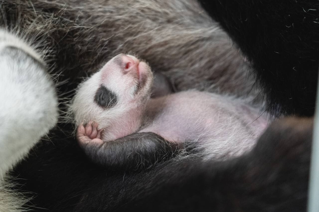 Детенышу панды из Московского зоопарка исполнился месяц