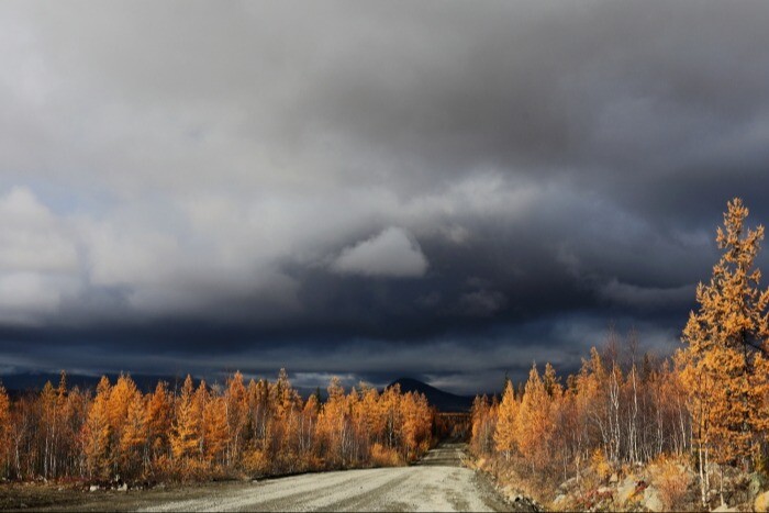 Почти 340 деревьев посадят вдоль дорог Ямала для защиты от снежных заносов
