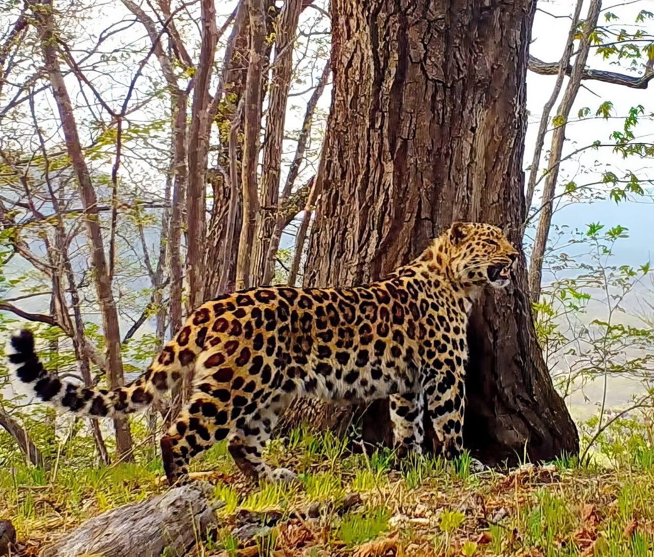 Дальневосточный леопард Ветер из Приморья стал самым восточным в мире