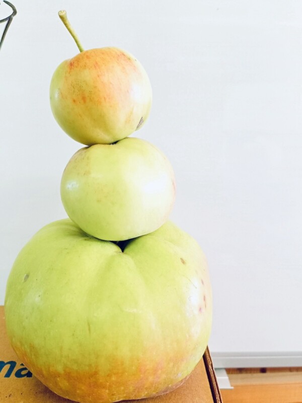 Калужские садоводы вырастили яблоко весом в 749 гр