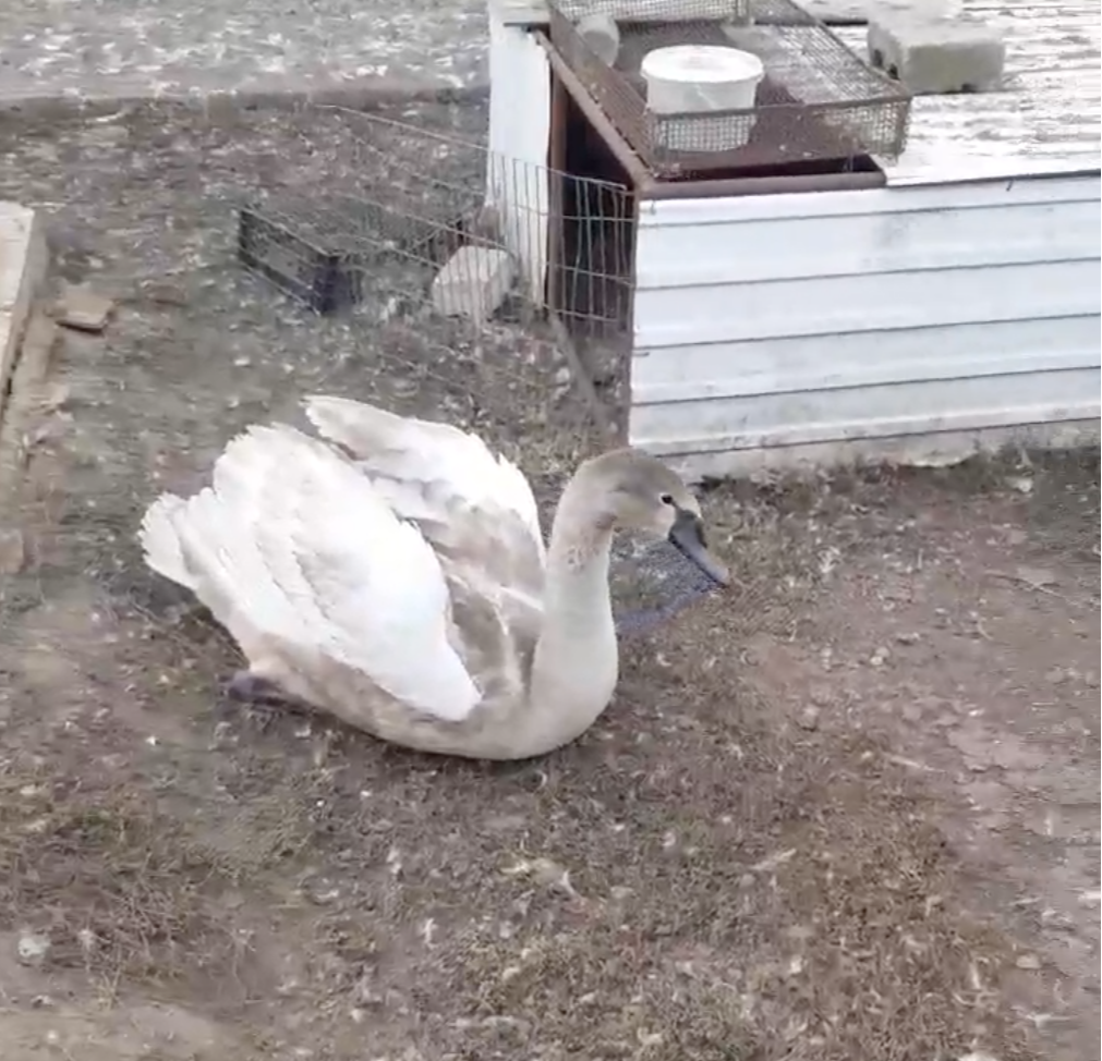 Не улетевшего на юг молодого лебедя спасли в Ульяновской области