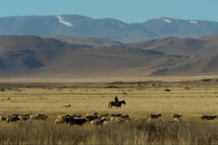 Чабанам в Горном Алтае будут компенсировать потерю скота из-за нападений ирбисов