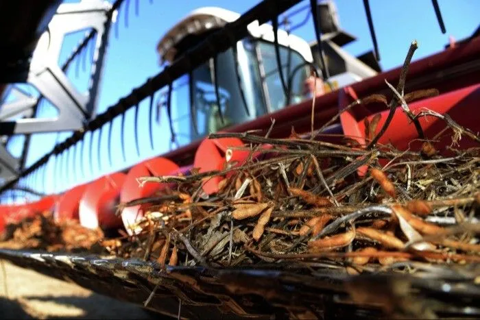 ЕАО за девять месяцев 2023 года удвоила экспорт сои в Китай