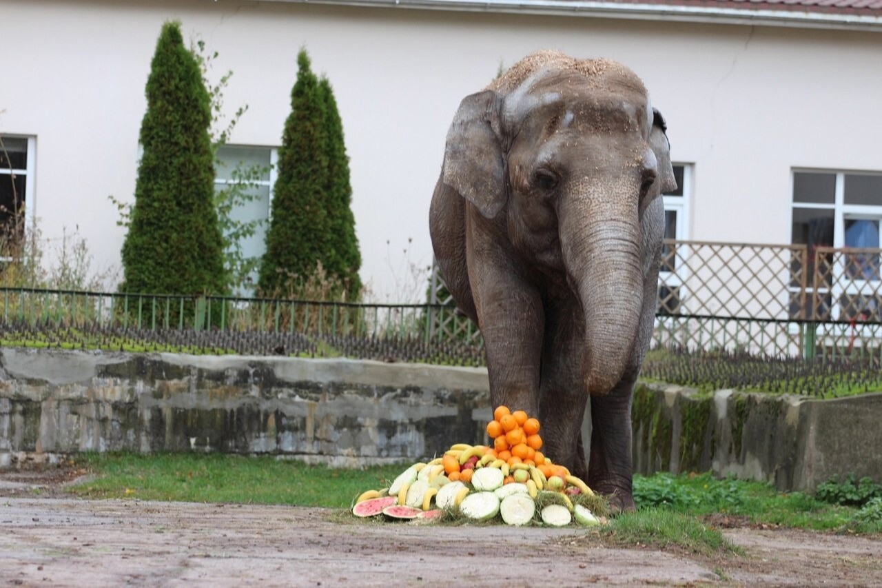 Фруктовые шашлыки приготовят гости зоопарка в Калининграде на именины слонихи Преголя
