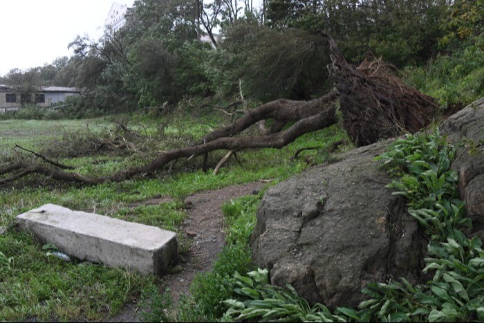 Штормовой ветер повалил десятки деревьев и оборвал электропровода в Йошкар-Оле