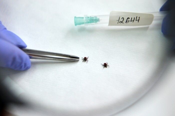 Число покусанных клещами резко сократилось в Свердловской области