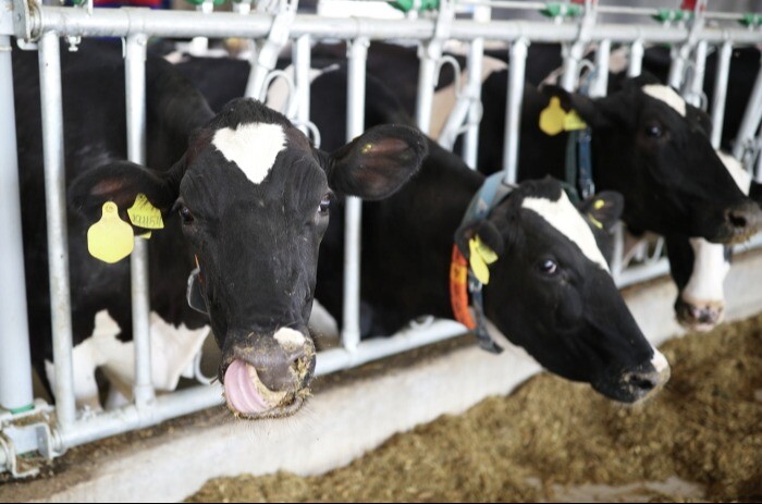 Производство мяса в Орловской области за 9 месяцев выросло на 14%, молока - снизилось на 1%