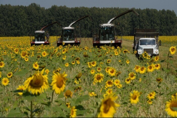 Волгоградская область убрала подсолнечник с 80% площадей, урожайность выше прошлогодней