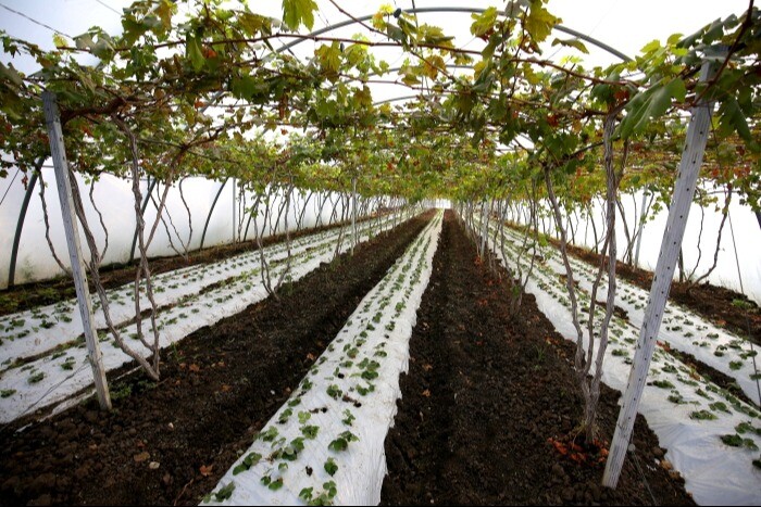 Депутаты Кубани расширили меры поддержки виноградарства в части закупок отечественных саженцев
