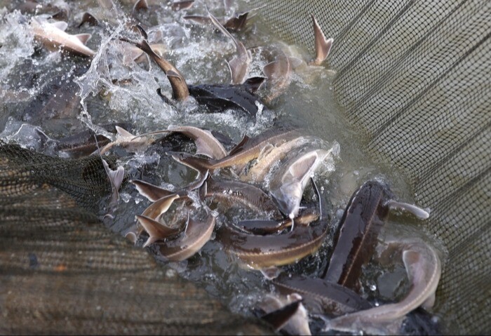 Рыбу на 7 млн рублей освободили в Ростовской области из браконьерских сетей