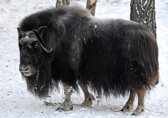 Краснокнижные овцебыки осваивают новые районы обитания в Якутии - Минэкологии