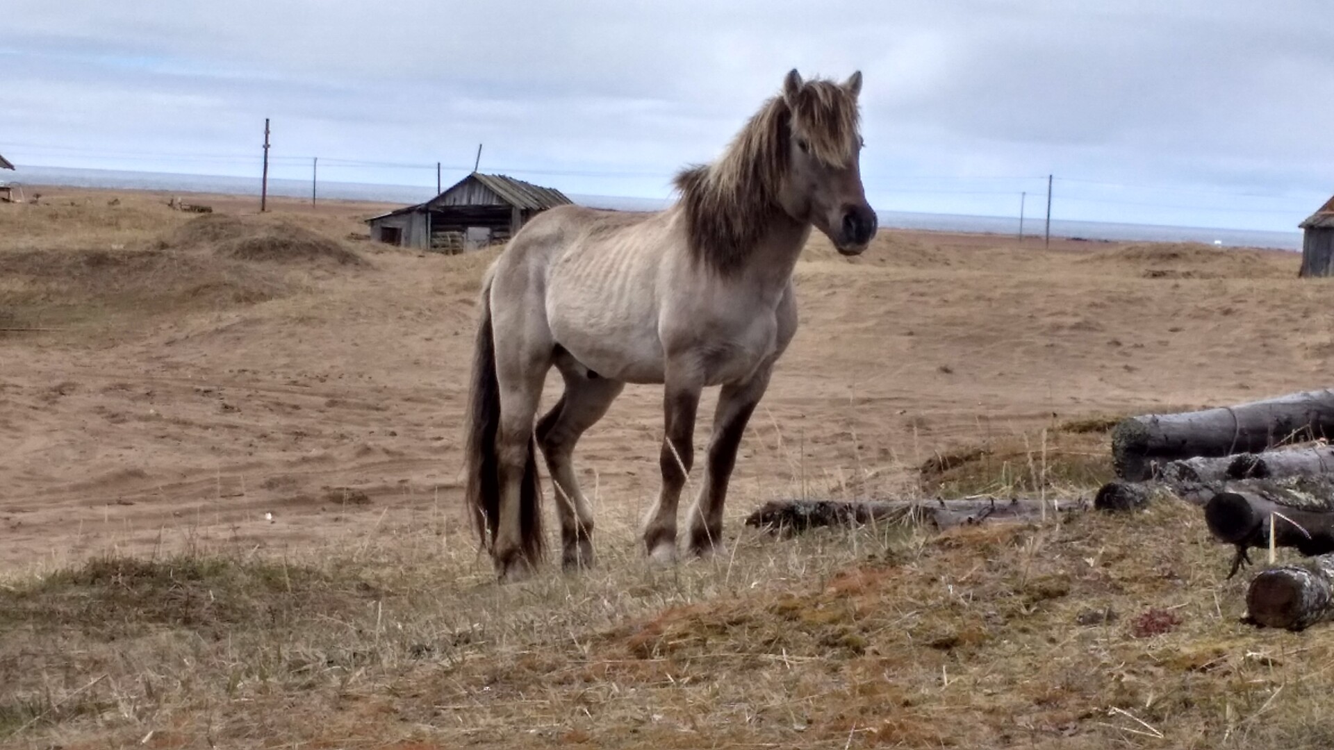 Суд обязал ухаживать за одичалыми лошадьми на юге Мурманской области