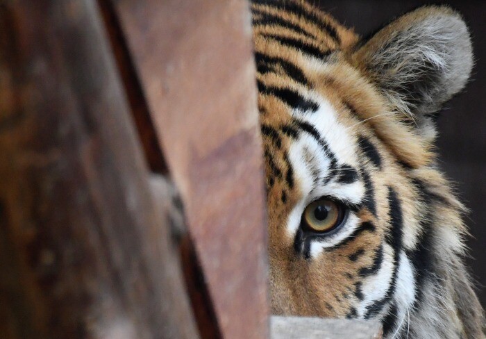 Тигр потерялся в Крыму