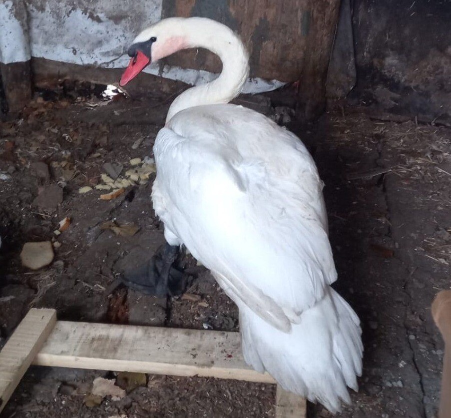 Саратовские ветеринары спасли белого лебедя с перебитым крылом