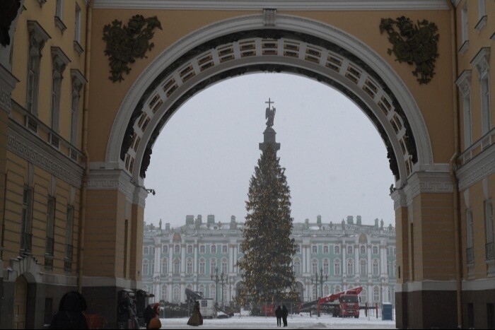 Дворцовую площадь украсит 25-метровая ель из Выборгского района Ленобласти