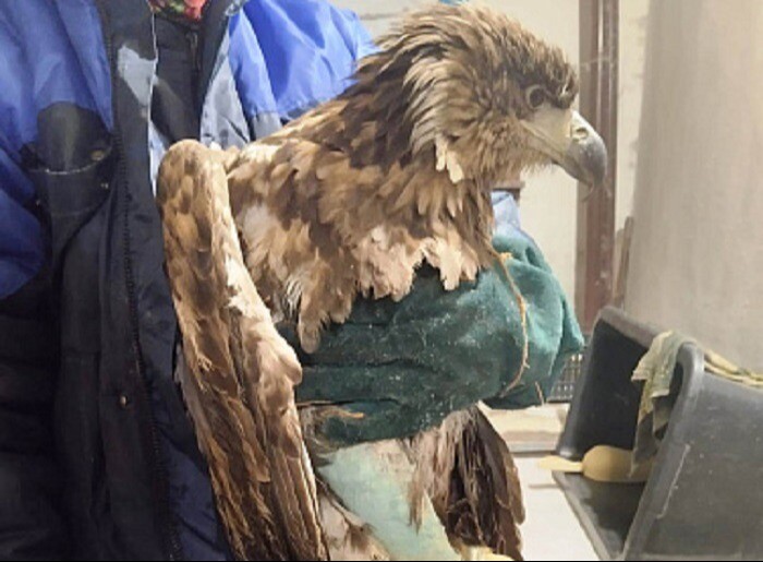 Краснокнижного орлана-белохвоста со сломанным крылом спасли в Мордовии