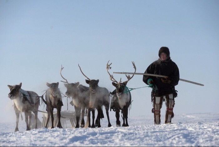 Программу поддержки оленеводов возобновят в Якутии в 2024 году