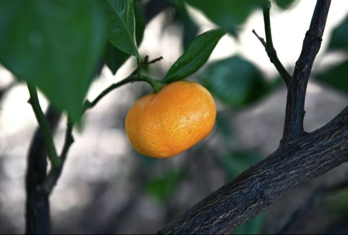 Мандарины: польза и вред для здоровья, интересные факты о фрукте