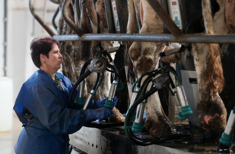 Орловская область в 2023г увеличила производство мяса на 13,2%, молока - снизила на 1,3%