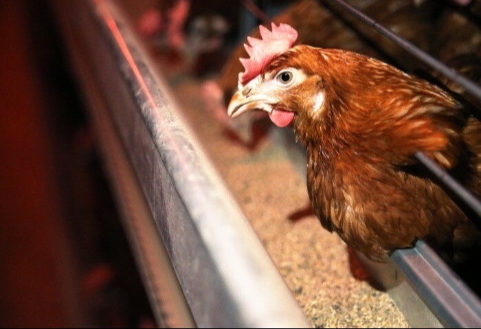 На крупной птицефабрике Сахалина выявили птичий грипп - агентство ветеринарии