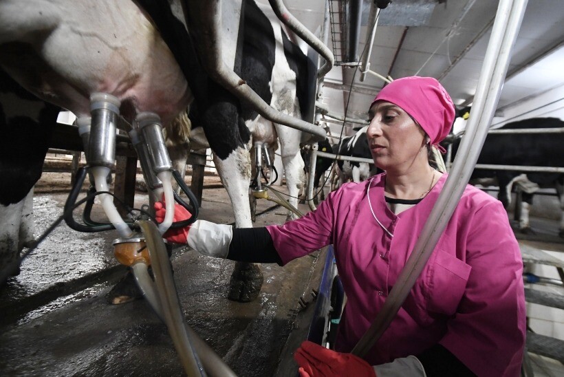 Производство мяса в Воронежской области в 2023г незначительно снизилось, молока - выросло на 1,6%