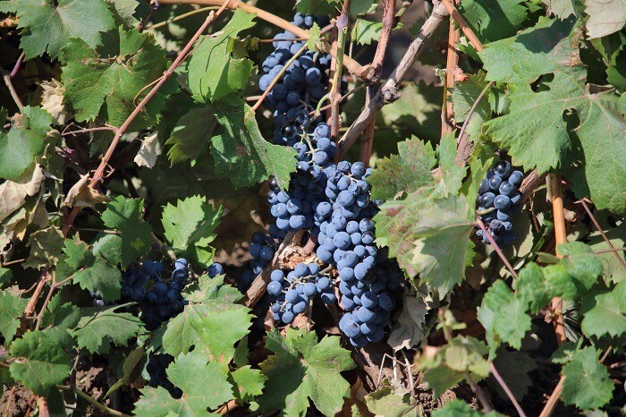 Ростовская область в 2024 г. планирует увеличить выпуск винодельческой продукции на 8%