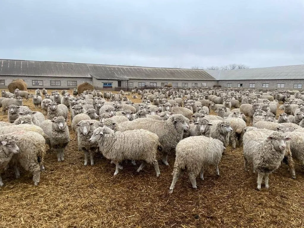 Господдержка племенных хозяйств Ставрополья в 2024г вырастет на 40,5%