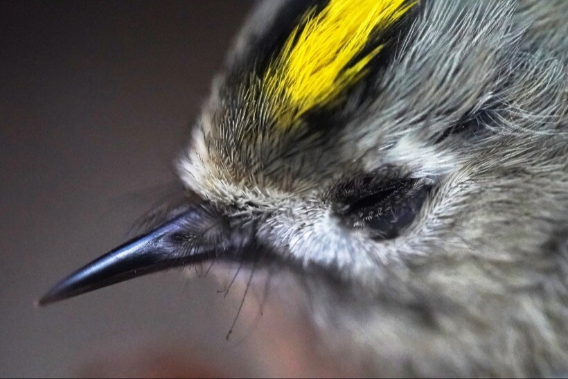 Куршская коса может стать местом гибели сотен тысяч перелетных птиц - эксперты
