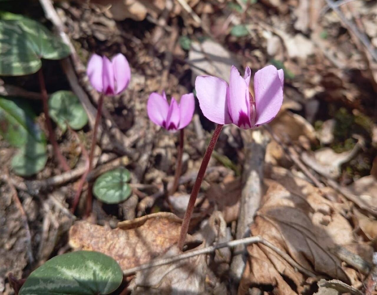 Эндемики начинают цвести в горах Сочи