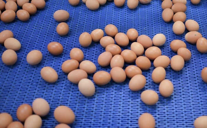 ФАС возбудила 10 дел против производителей яиц за нарушение законодательства