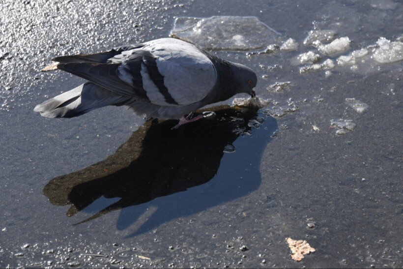 Причину гибели более 2 тыс. голубей выясняют на Кубани