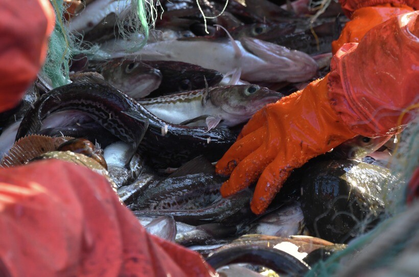 Устаревшие нормы уровня мышьяка ограничивают поставки рыбы на российский рынок