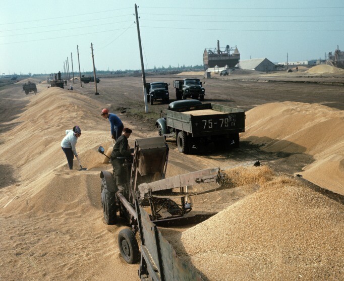 Путин: экспорт зерна из РФ в 2023/2024 сельхозгоду может вырасти до 65 млн тонн