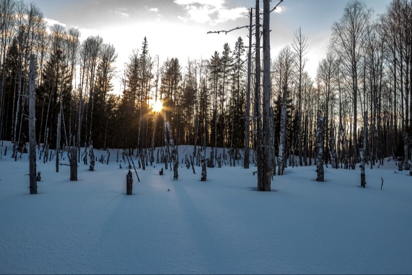 Карелия в 2024г достигнет 100% показателя соотношения восстановленных лесов к выбывшим