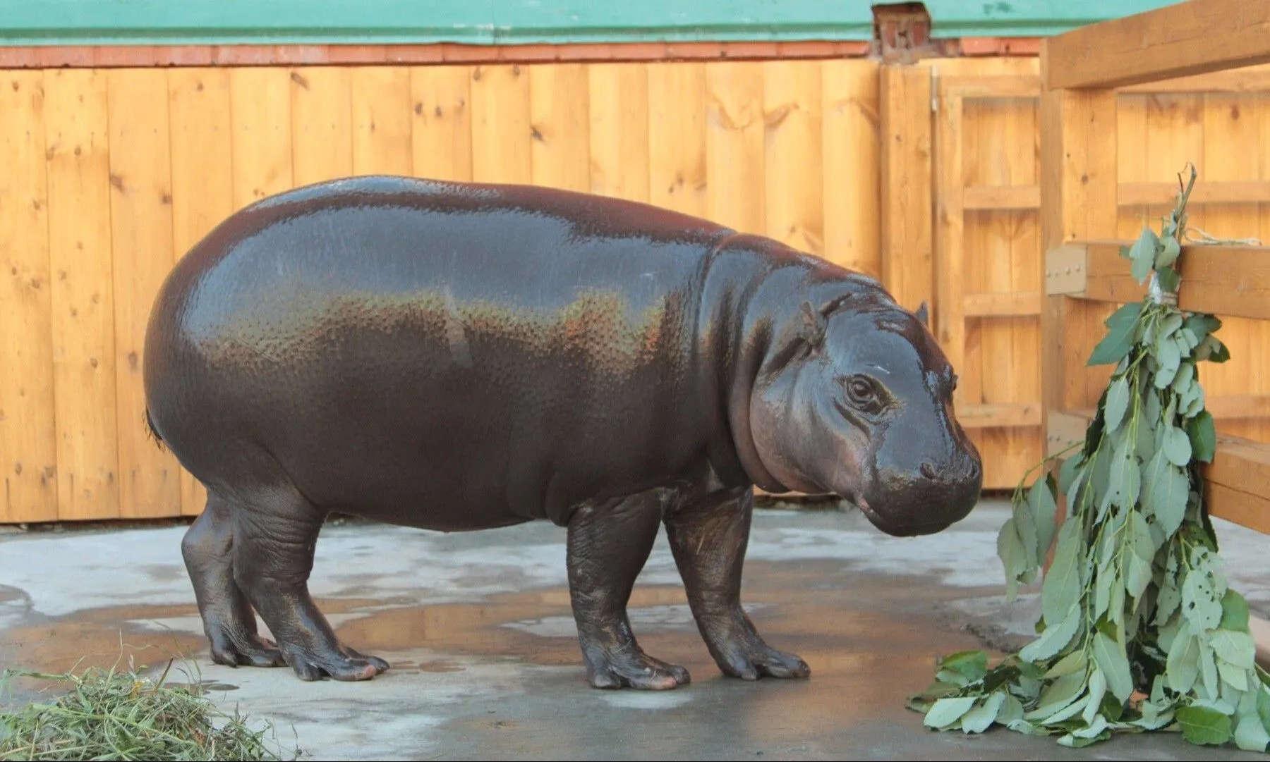 Бегемот Ева победила в конкурсе зоокрасавиц в Екатеринбурге