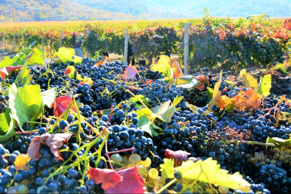 Виноделы Севастополя адаптировали к условиям Крыма австрийский сорт винограда