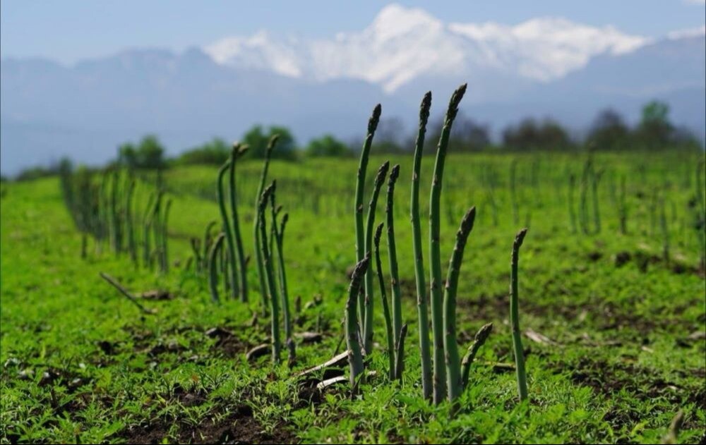 Урожай спаржи в Северной Осетии в 2023 г. увеличился на треть, до 200 тонн