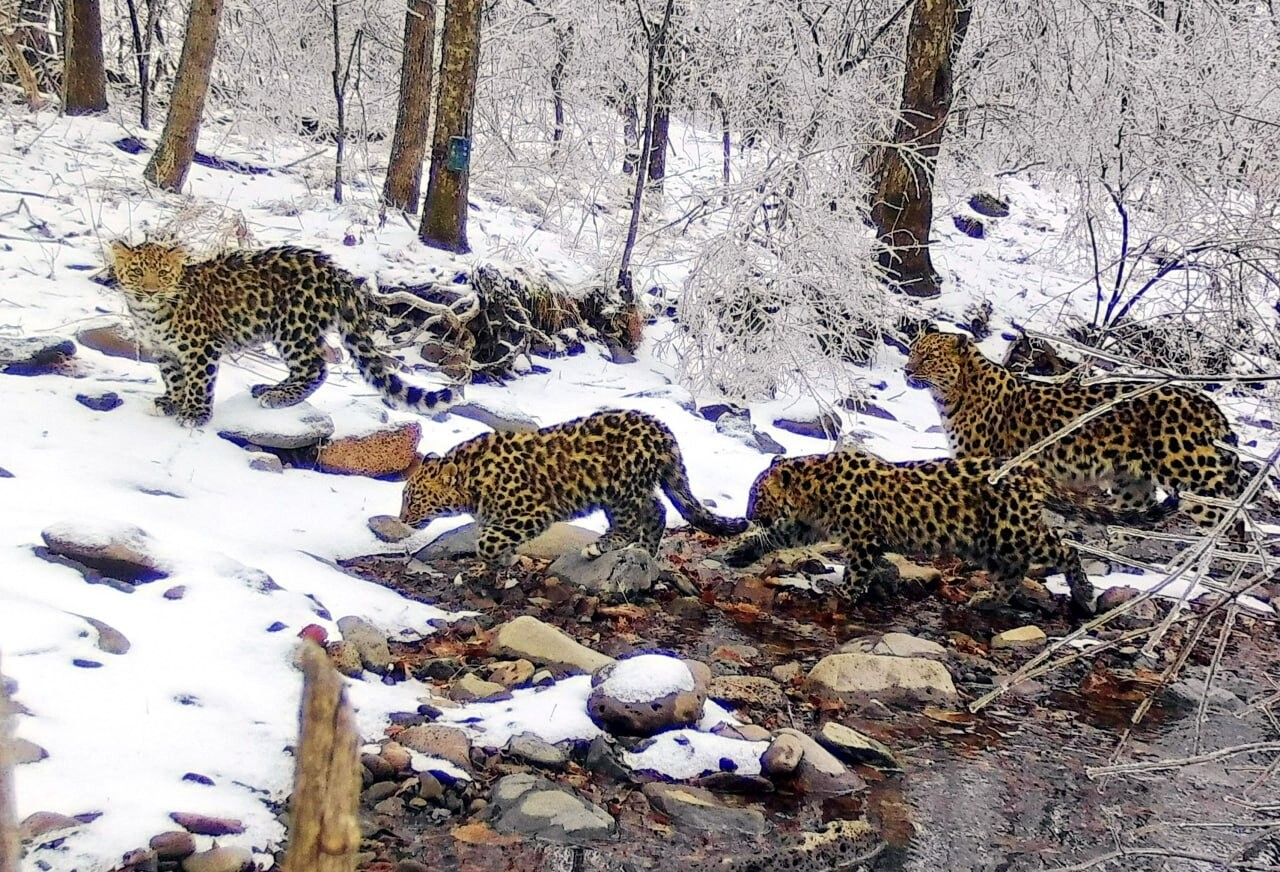 Семья дальневосточных леопардов переселилась из Приморья в Китай